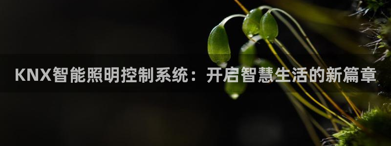 云顶国际麻将胡了多少张牌